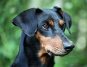 Deutscher Pinscher